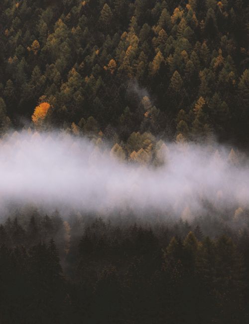 The image depicts a dense forest with autumn foliage and a layer of fog drifting through the trees, creating a mysterious and serene atmosphere.
