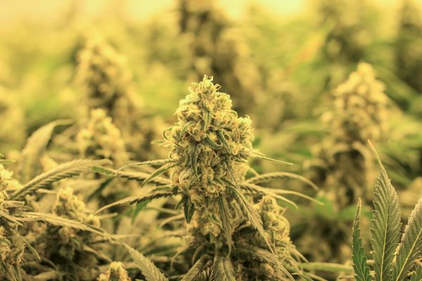 The image shows a close-up of cannabis plants with dense buds and leaves, possibly in a controlled growing environment under artificial lighting.