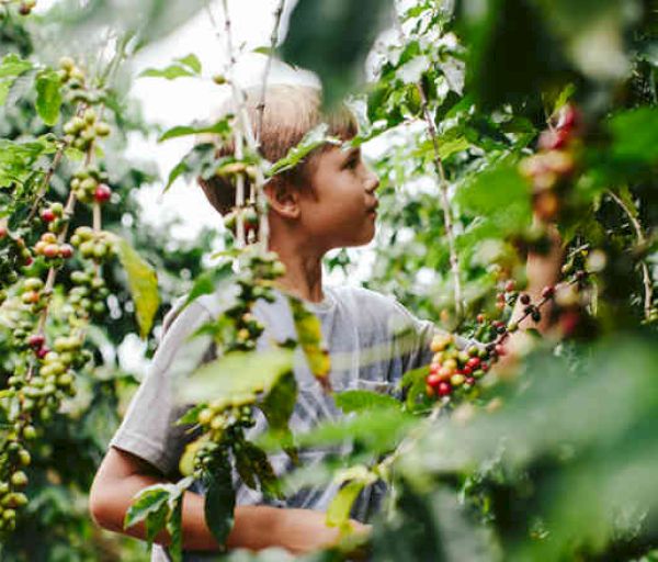A young boy is standing among green plants with red berries, looking and reaching at them in an outdoor setting.