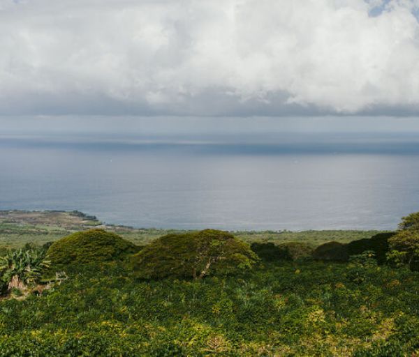 The image shows a scenic landscape with lush green vegetation in the foreground, leading to a vast ocean under a cloudy sky in the background.
