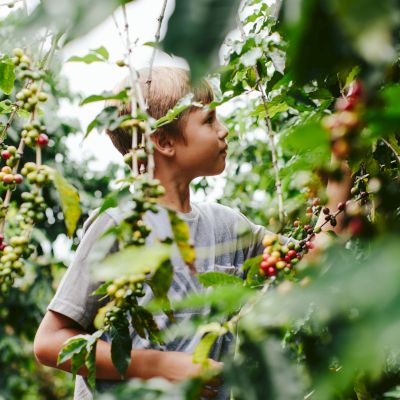 A child is picking ripe berries from a dense, green garden or farm. The child is surrounded by leaves and branches.