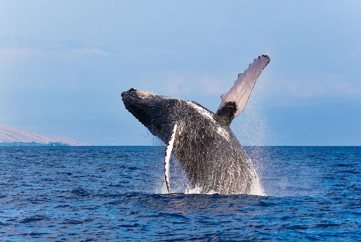Things to Do in the Winter on the Big Island - Mauna Lani Point