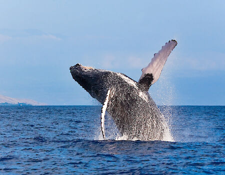 A humpback whale is breaching out of the water against a clear blue sky in the ocean.