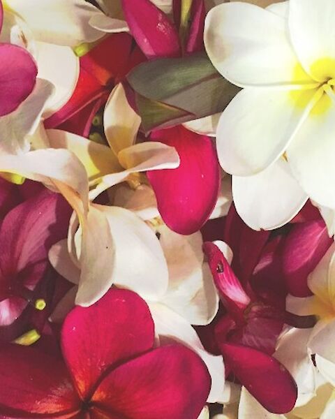 A vibrant bouquet of plumeria flowers in white, pink, and yellow, creating a colorful tropical display.