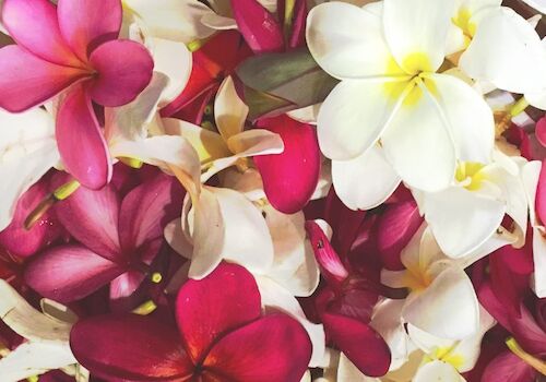 A vibrant bouquet of plumeria flowers in white, pink, and yellow, creating a colorful tropical display.